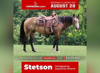 Quarter horse américain, Hongre, 8 Ans, 150 cm, Buckskin, in Rebersburg, PA,