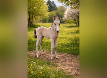 American Quarter Horse, Mare, Foal (03/2026), Buckskin, in Stockstadt am Main