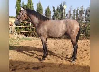 PRE, Stallion, 2 years, 16,1 hh, Gray, in Trebujena,