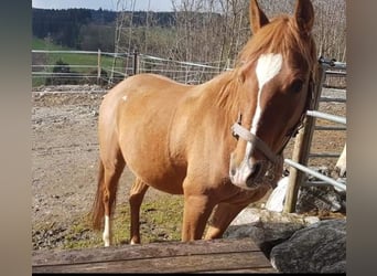 Halbaraber, Stute, 9 Jahre, 145 cm, Fuchs, in Attersee,