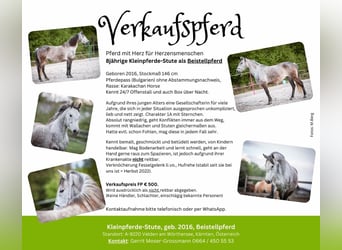 More ponies/small horses, Mare, 8 years, 14.1 hh, Gray, in Velden,
