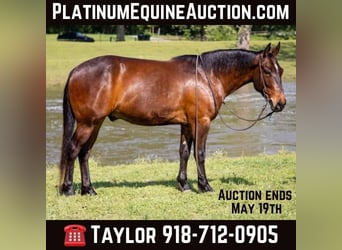American Quarter Horse, Wallach, 4 Jahre, 140 cm, Rotbrauner, in Sallisaw OK,