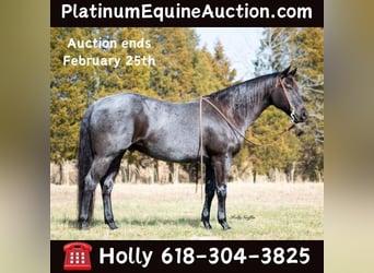 Quarter horse américain, Hongre, 9 Ans, 152 cm, Rouan Bleu, in Greenville KY,