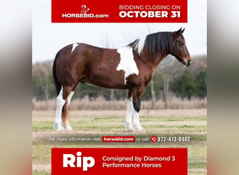 Draft Horse Mix, Gelding, 10 years, 16.2 hh, in Ravenna, TX,