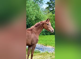 Hanoverian, Mare, 4 years, 16 hh, Chestnut-Red, in Rosdorf,