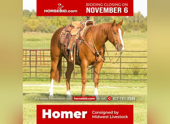 Quarter horse américain, Hongre, 5 Ans, 150 cm, Alezan cuivré, in Buffalo,