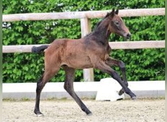 Caballo de salto Oldenburgo, Semental, Potro (03/2026), Castaño oscuro, in Vechta