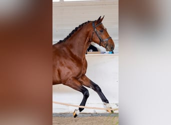 Polski koń sportowy, Ogier, 3 lat, 164 cm, Gniada, in Go&#x15B;cimiec