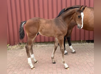 Hanoverian, Stallion, Foal (04/2026), 16.3 hh, Brown, in Wedemark