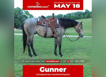 American Quarter Horse, Wallach, 5 Jahre, Roan-Blue, in Mount Vernon