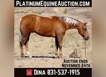 American Quarter Horse, Gelding, 8 years, 14,2 hh, Palomino, in Paicines CA,