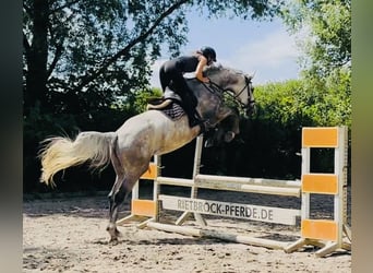 Hanoverian, Mare, 4 years, 17 hh, Grey-Dapple, in Sottrum
