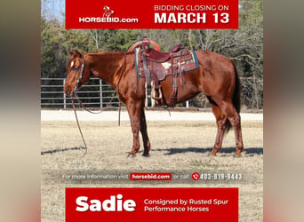 American Quarter Horse, Mare, 14 years, Sorrel, in Burleson, TX,