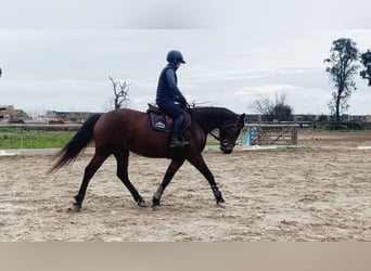 Belgijski koń gorącokrwisty, Klacz, 5 lat, 165 cm, , in GROTE-BROGEL