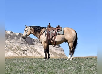 American Quarter Horse, Wallach, 5 Jahre, 147 cm, Buckskin, in Bayard, Nebraska,