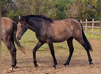 PRE, Stallion, 1 year, 15.2 hh, Gray, in Brandis,
