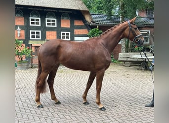 Hannoveraner, Stute, 4 Jahre, 167 cm, Fuchs, in Verden (Aller),