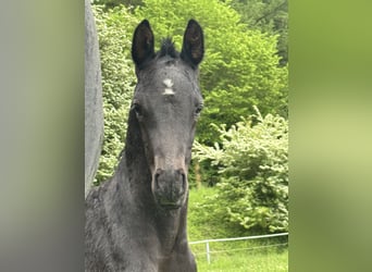Hannoveraner, Hengst, Fohlen (05/2026), Rappe, in Kirchnüchel
