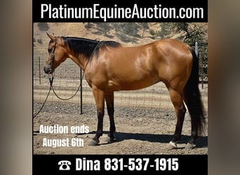 Quarter horse américain, Hongre, 9 Ans, 150 cm, Buckskin, in Paso Robles, CA,