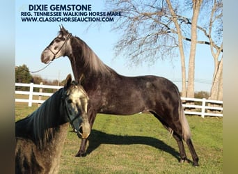 Tennessee walking horse, Caballo castrado, 3 años, 142 cm, Tordo, in Lewisburg, TN,