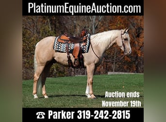 Quarter horse américain, Hongre, 5 Ans, 155 cm, Palomino, in Somerset, KY,