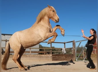 Andaluces, Caballo castrado, 15 años, 161 cm, Palomino, in San Ambrosio,