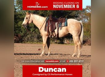 Quarter horse américain, Hongre, 11 Ans, 155 cm, Palomino, in Graham,  TX,