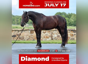 Friesian horses, Gelding, 6 years, 14.2 hh, Black, in Millerstown, PA,