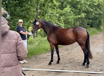 Borghorsts Tallulah
