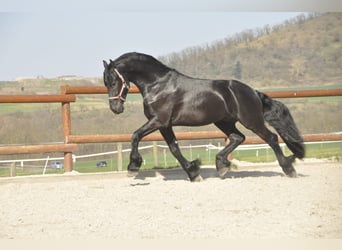Friesian horses, Stallion, 4 years, 16.2 hh, Black, in Ochtendung,