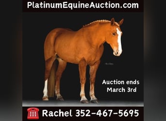 American Quarter Horse, Gelding, 13 years, 16.2 hh, Chestnut, in Ocala FL,