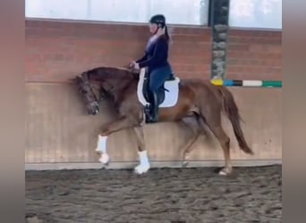 Oldenburgo, Caballo castrado, 4 años, 167 cm, Alazán, in Ennigerloh,