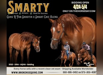 American Quarter Horse, Wallach, 4 Jahre, 155 cm, Red Dun, in Bogard, MO