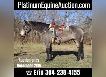 American Quarter Horse, Wallach, 12 Jahre, Buckskin, in Flemingsburg, KY,