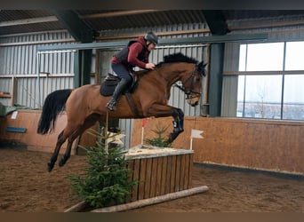 Holsteiner, Stute, 7 Jahre, 168 cm, Brauner, in Kollmoor