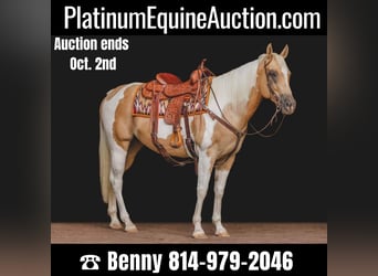 American Quarter Horse, Ruin, 10 Jaar, Tobiano-alle-kleuren, in Everett PA,