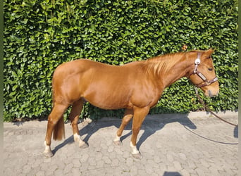 Tom Dunwhiz Gallogun