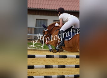 Reitbeteiligung gesucht (RsP)