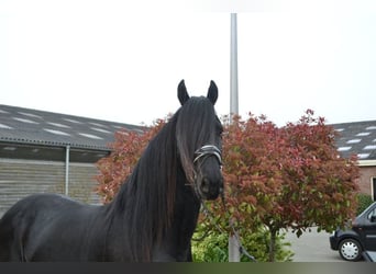 Fries paard, Ruin, 4 Jaar, 166 cm, Zwart, in Dalen,