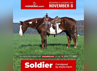 Quarter horse américain Croisé, Hongre, 15 Ans, 155 cm, in Rebersburg, PA,
