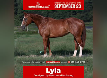 American Quarter Horse, Merrie, 2 Jaar, 150 cm, Roodvos, in Carthage, TX,