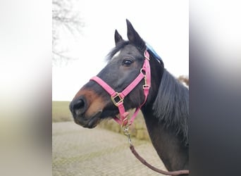 Thoroughbred Mix, Mare, 11 years, 15.2 hh, Black, in Calw,
