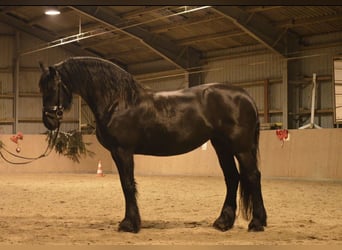 Fries paard, Merrie, 12 Jaar, 162 cm, Zwart, in Buchen (Odenwald),