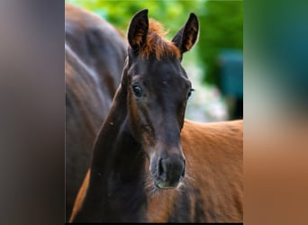 Westfaliano, Semental, Potro (03/2026), Alazán-tostado, in Horstmar