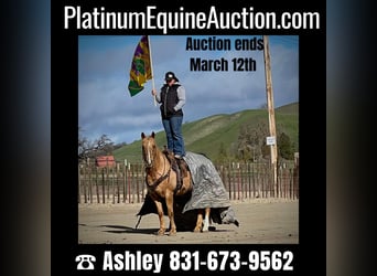 American Quarter Horse, Wallach, 11 Jahre, 142 cm, Palomino, in Paicines CA,
