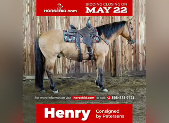 Quarter horse américain Croisé, Hongre, 12 Ans, 152 cm, Isabelle, in Valley Springs, SD,
