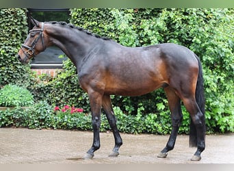 Westphalian, Gelding, 4 years, 16.2 hh, Bay-Dark, in Meinersen