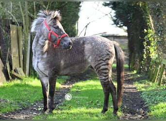 Other Breeds Mix, Mare, 3 years, 11.2 hh, in Heemskerk,