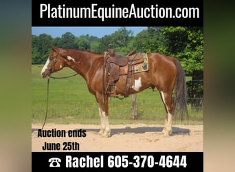 Quarter horse américain, Hongre, 9 Ans, 157 cm, Overo-toutes couleurs, in Rusk TX,
