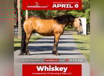 caballo de tiro Mestizo, Caballo castrado, 4 años, 150 cm, Buckskin/Bayo, in Ocala